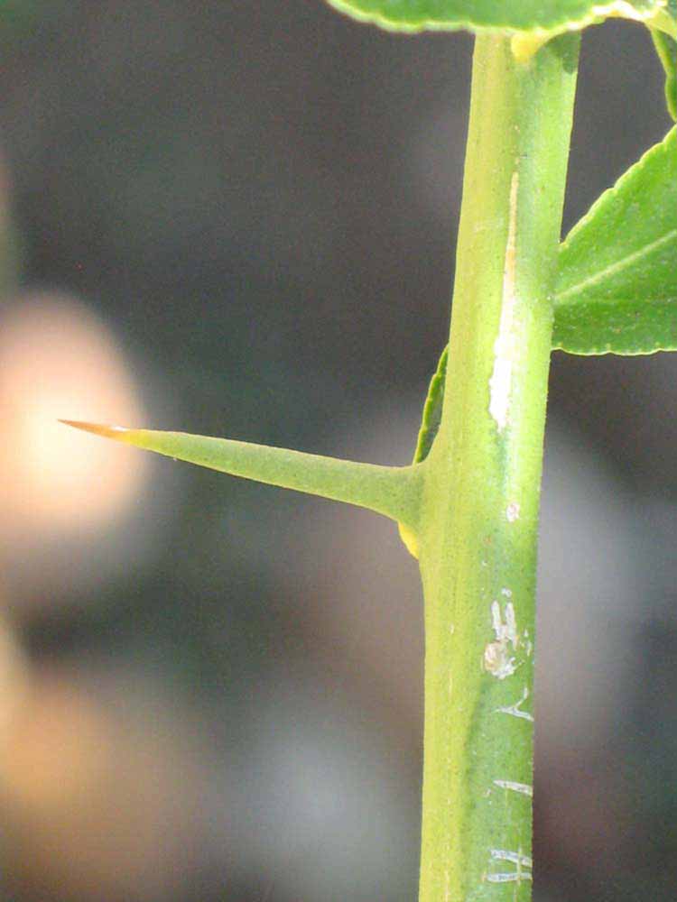              First year twig (Riverside, CA)       